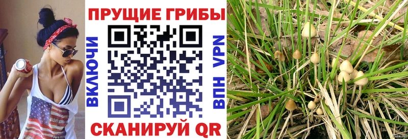 цены наркотик  Сорск  Псилоцибиновые грибы мухоморы 